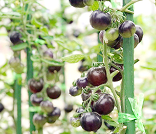 农业支柱/新型农业支柱