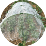 Anti Insect Net A