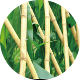 Bamboo Hurdle